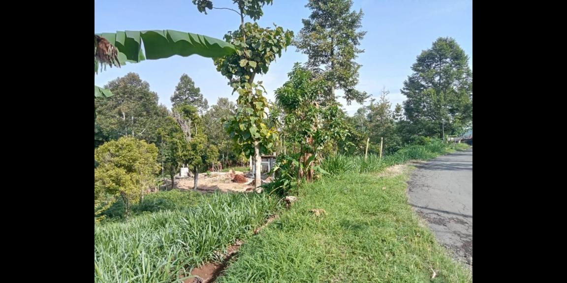 Kebun Durian 1500m² Tepi Jl Ngargoyoso Karanganyar  Kebun Durian 1500m² Tepi Jl Ngargoyoso Karanganyar