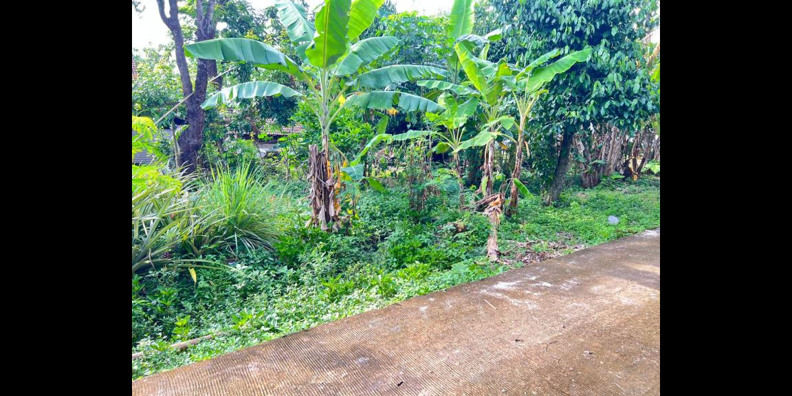 Tanah 55 Juta Dekat Pasar Jambangan Kedawung Sragen Tanah 55 Juta Dekat Pasar Jambangan Kedawung Sragen