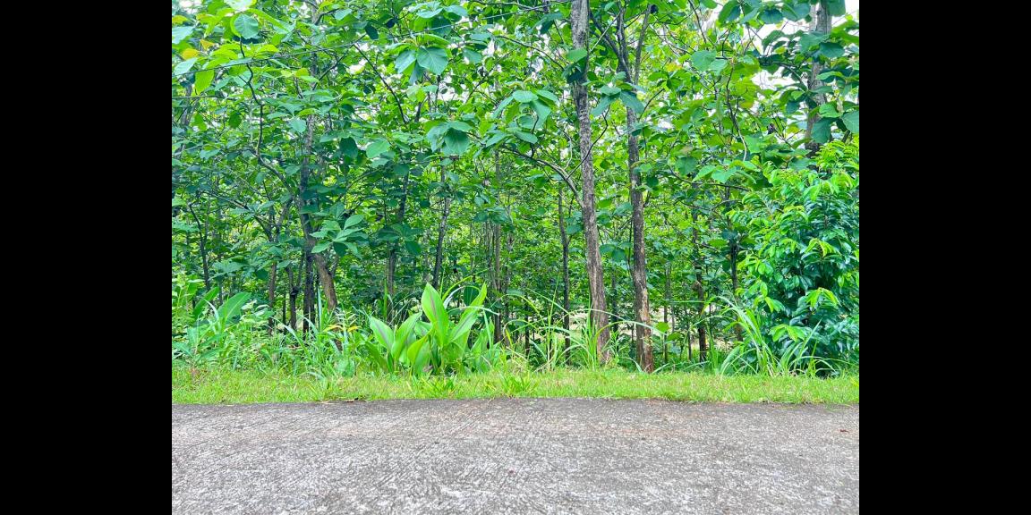 Tanah Kebun Jati 1517m² Karanganyar Tanah Kebun Jati 1517m² Karanganyar