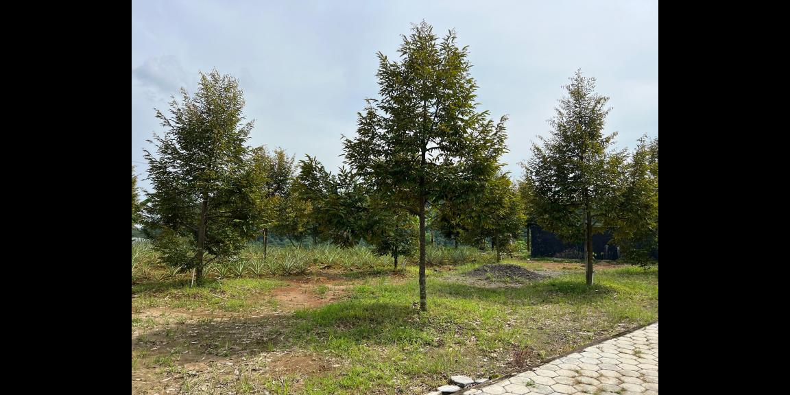 Kebun Durian Bonus Villa View Gunung Lawu Karanganyar Kebun Durian Bonus Villa View Gunung Lawu Karanganyar