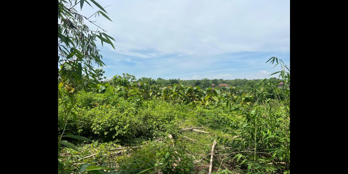 Tanah Murah 970m² Hanya 75 Juta Sragen Tanah Murah 970m² Hanya 75 Juta Sragen