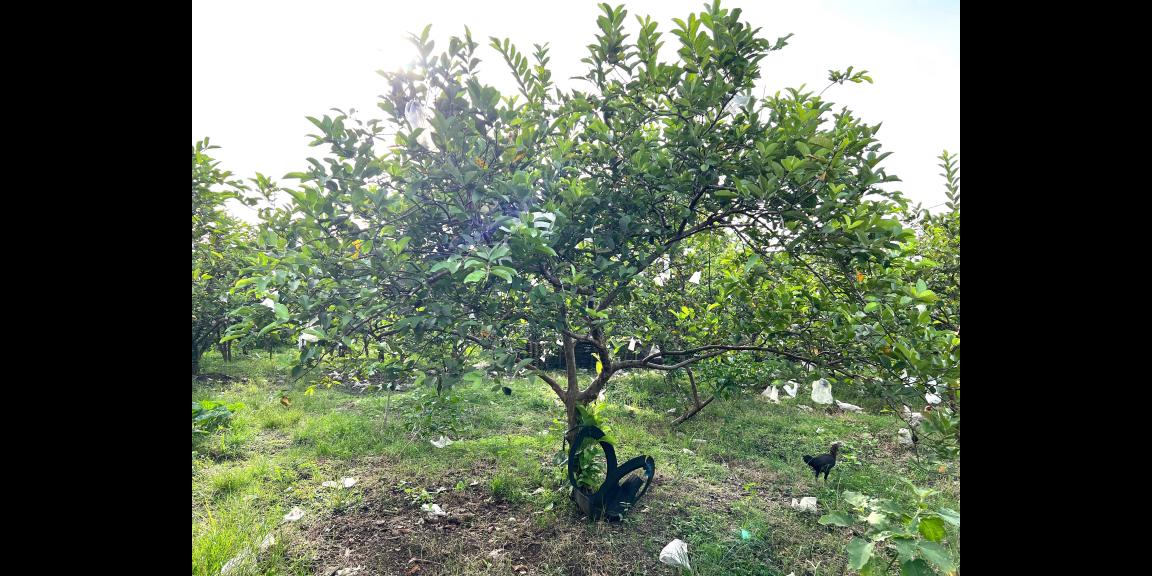 Tanah 6670m² Kebun Jambu Siap Panen Sragen Tanah 6670m² Kebun Jambu Siap Panen Sragen