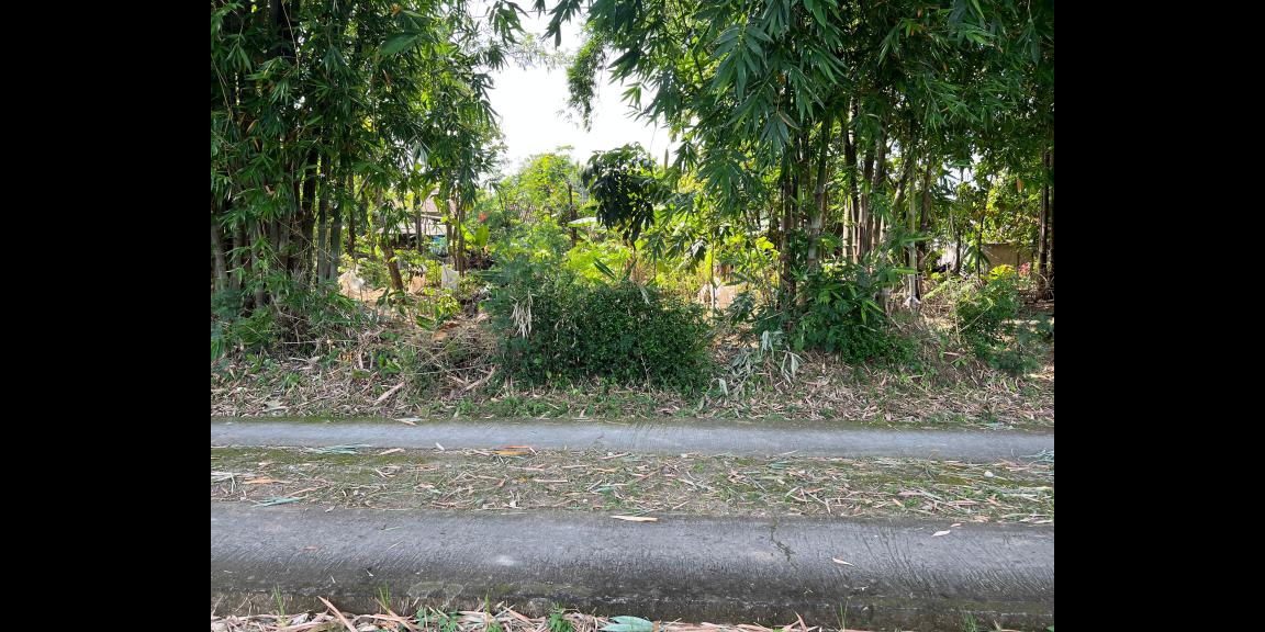 Tanah Datar View Sawah 432m² Sambirejo Sragen Tanah Datar View Sawah 432m² Sambirejo Sragen