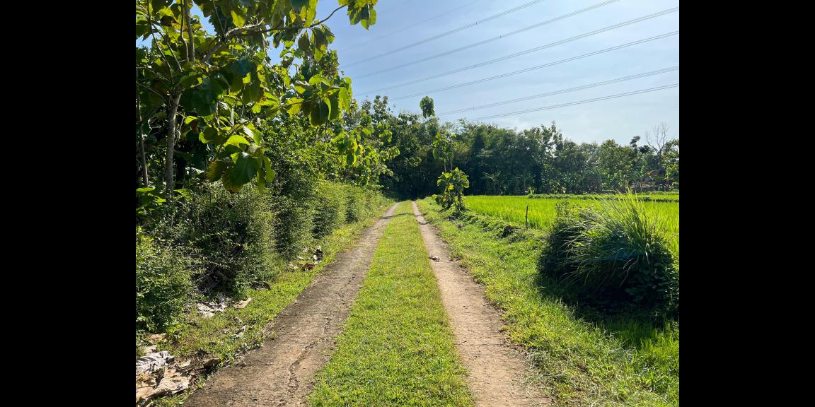 Tanah Subur 5360m² View Gunung Lawu Sragen Tanah Subur 5360m² View Gunung Lawu Sragen