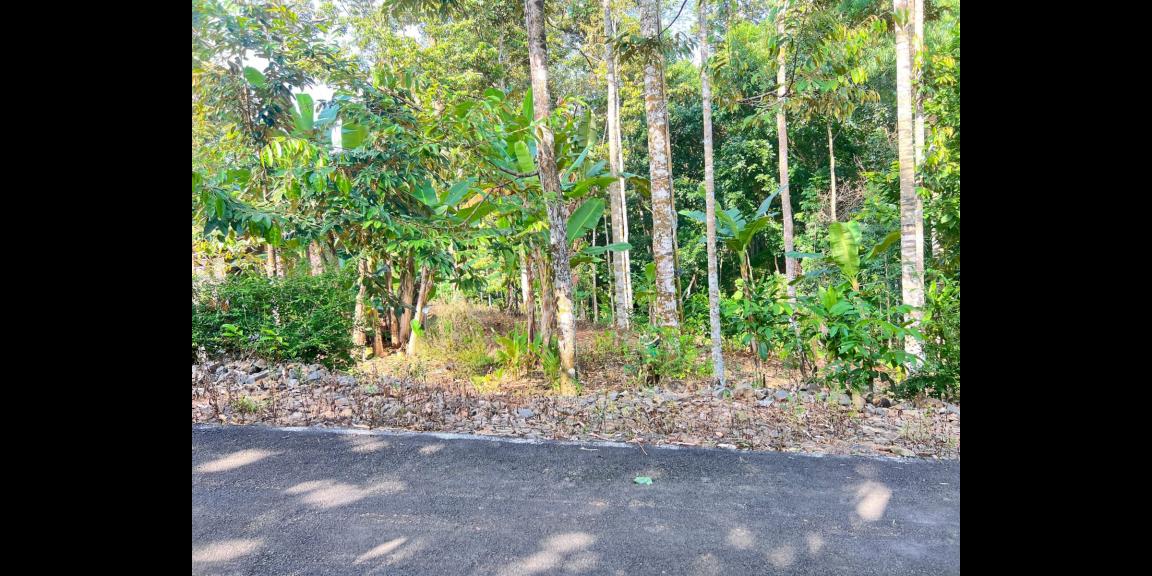 Kebun Durian 300 Juta Utara Pasar Mojogedang Karanganyar Kebun Durian 300 Juta Utara Pasar Mojogedang Karanganyar