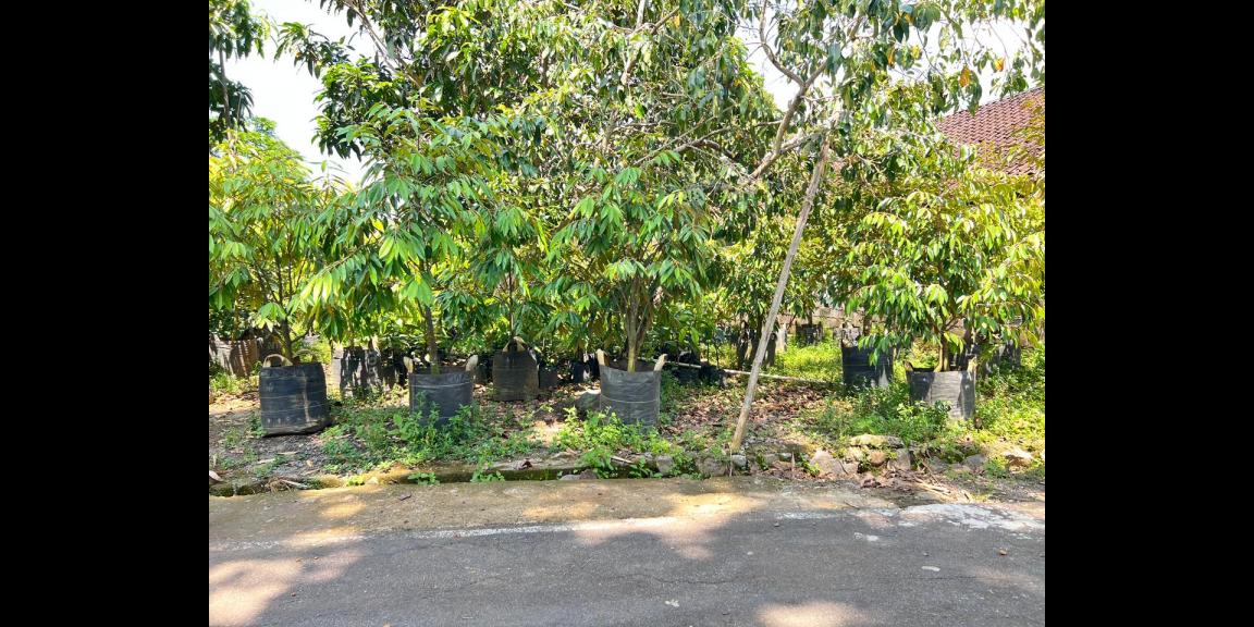 Tanah 405m Utara Mojogedang Karanganyar Strategis Tanah 405m Utara Mojogedang Karanganyar Strategis