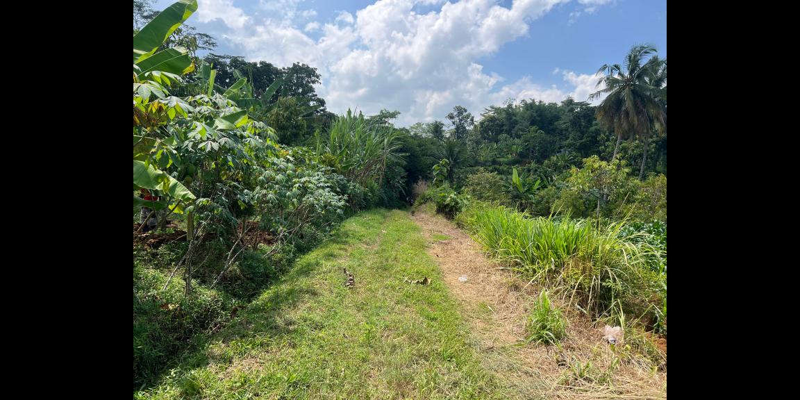 Kebun Durian 1900m Subur Mojogedang Karanganyar Kebun Durian 1900m Subur Mojogedang Karanganyar