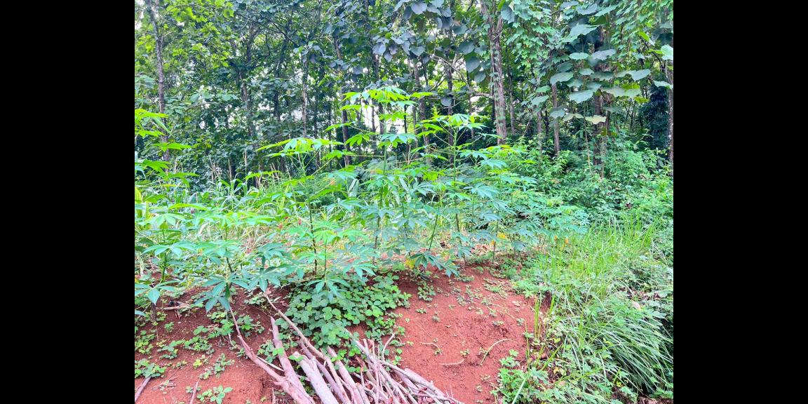 Tanah Datar 888m² 280Jt Mojogedang Karanganyar Tanah Datar 888m² 280Jt Mojogedang Karanganyar