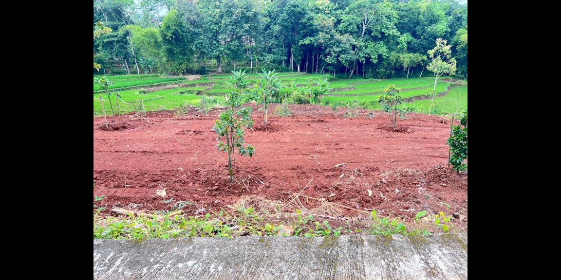 Kebun Buah 2627m² View Hamparan Sawah Karanganyar Kebun Buah 2627m² View Hamparan Sawah Karanganyar