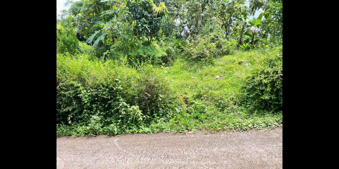 Tanah Kebun Alpukat Siap Panen 800m² Kerjo Karanganyar Tanah Kebun Alpukat Siap Panen 800m² Kerjo Karanganyar