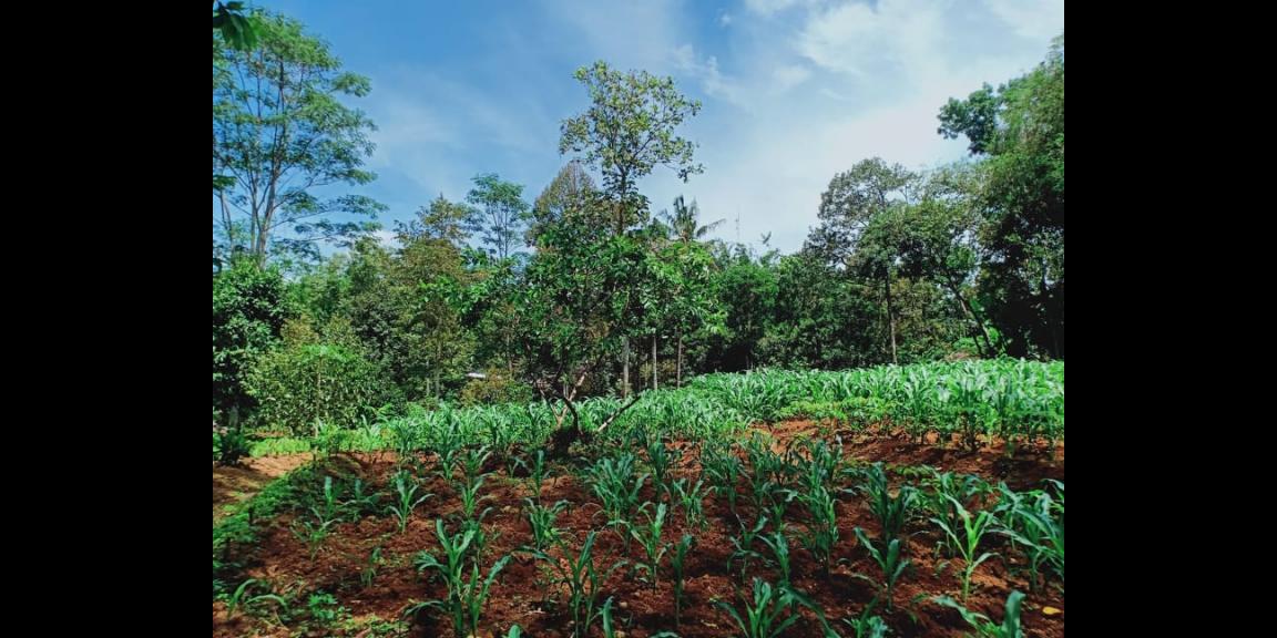 Tanah Datar Dekat Wisata Kebun Durian Mojogedang Karanganyar Tanah Datar Dekat Wisata Kebun Durian Mojogedang Karanganyar