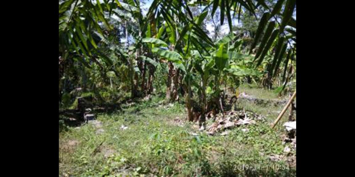 Tanah Kavling Murah di Jalan Bedil Daerah Mengwi Tanah Kavling Murah di Jalan Bedil Daerah Mengwi