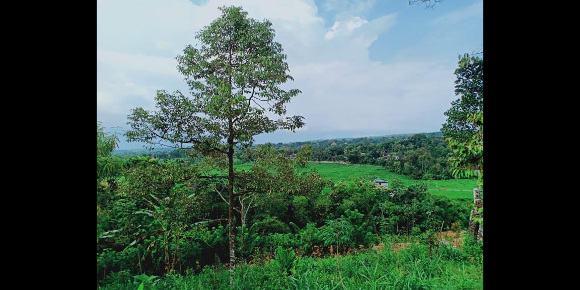 Tanah Bonus Pohon Durian Cocok dibangun Villa Karangpandan Karanganyar Tanah Bonus Pohon Durian Cocok dibangun Villa Karangpandan Karanganyar