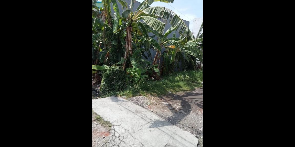 Tanah Murah Kali Kedinding Daerah Kenjeran Surabaya Tanah Murah Kali Kedinding Daerah Kenjeran Surabaya