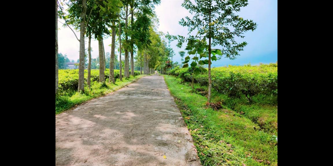 Tanah Datar dikelilingi Kebun Teh Kemuning Karanganyar Tanah Datar dikelilingi Kebun Teh Kemuning Karanganyar