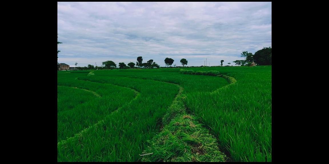 Tanah Sawah Pekarangan Karangpelem Kedawung Sragen Tanah Sawah Pekarangan Karangpelem Kedawung Sragen