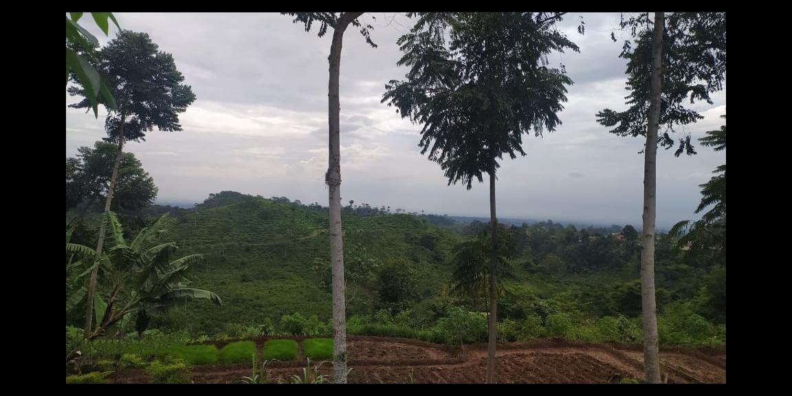 Tanah Idaman View Kebun Teh Kemuning Ngargoyoso Karanganyar Tanah Idaman View Kebun Teh Kemuning Ngargoyoso Karanganyar