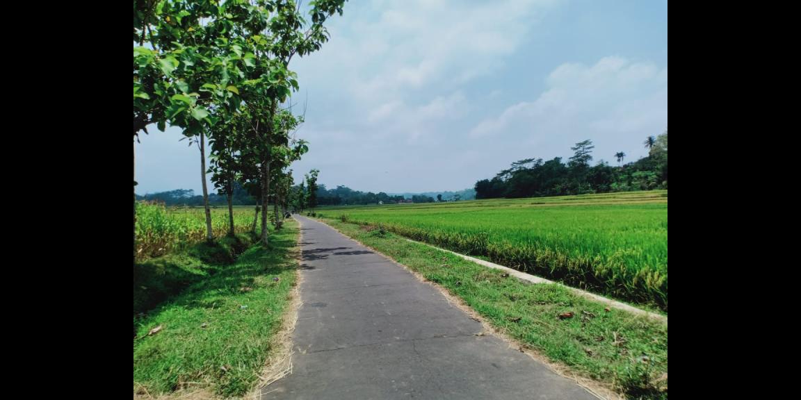 Sawah Produktif 1 Hektar Mojogedang Karanganyar Sawah Produktif 1 Hektar Mojogedang Karanganyar