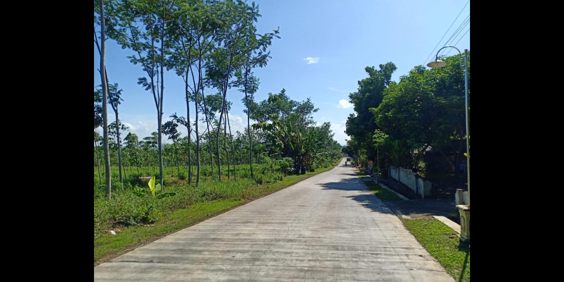 Jual Tanah Murah 55 Juta di Sragen Jual Tanah Murah 55 Juta di Sragen