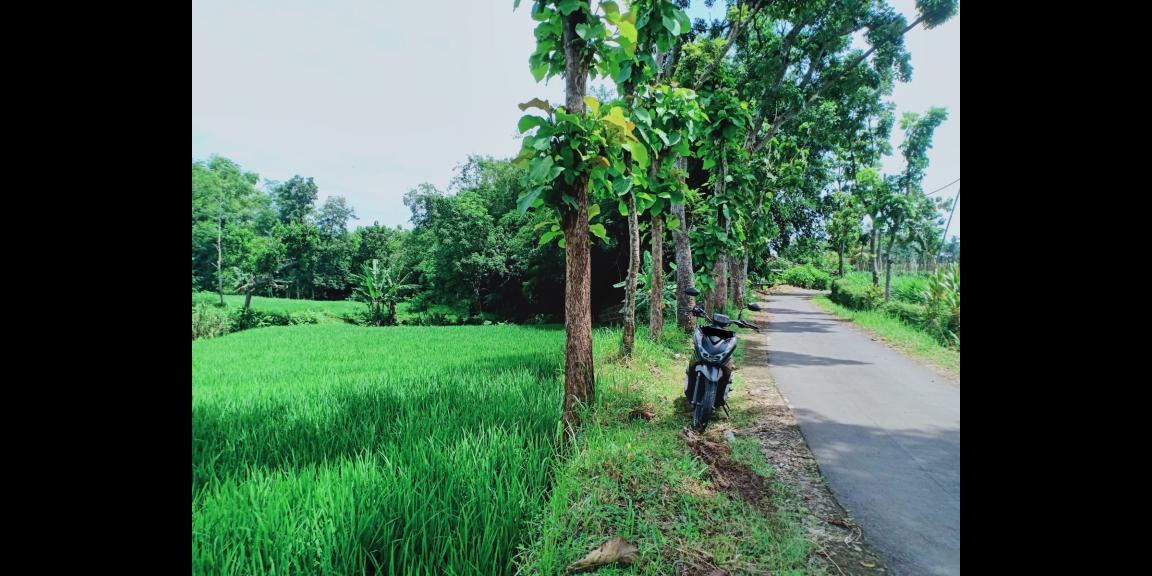 Dijual Tanah Sawah Subur Kerjo Karanganyar Dijual Tanah Sawah Subur Kerjo Karanganyar
