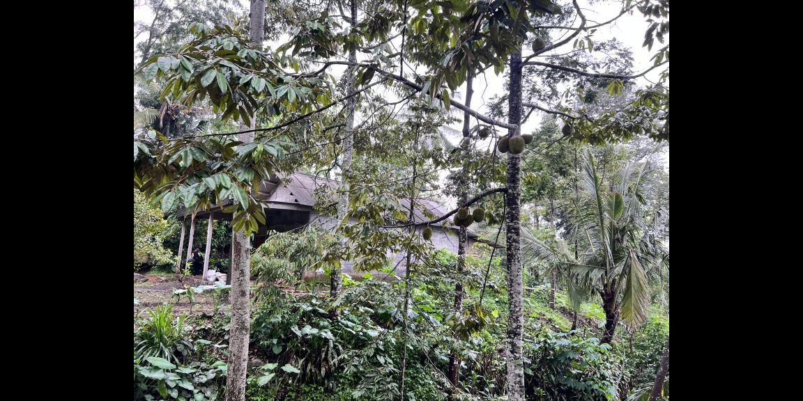 Kebun Durian Bonus Rumah Hanya 275 Juta Kemuning Kebun Durian Bonus Rumah Hanya 275 Juta Kemuning