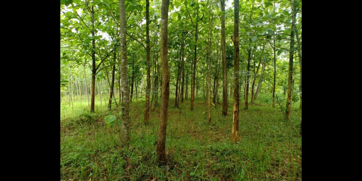 Tanah Datar Kebun Jati Subur Kerjo Karanganyar Tanah Datar Kebun Jati Subur Kerjo Karanganyar