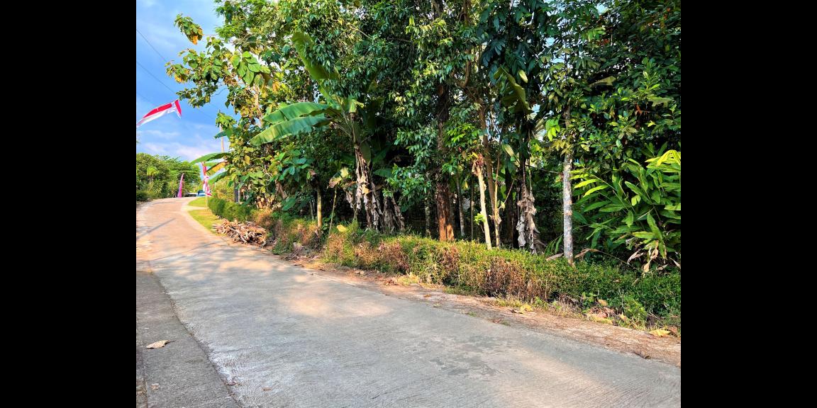 TANAH KEBUN JATI COCOK UNTUK BUKA USAHA/ RUMAH TINGGAL KERJO KARANGANYAR TANAH KEBUN JATI COCOK UNTUK BUKA USAHA/ RUMAH TINGGAL KERJO KARANGANYAR