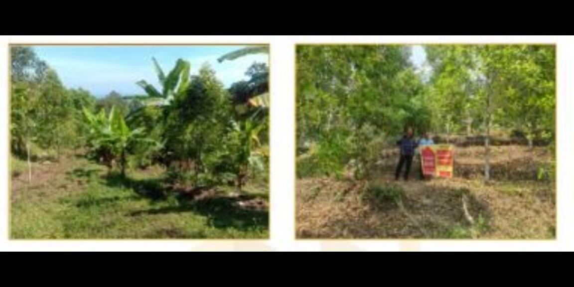 Jual Tanah ex Kebun Kosong di Banjar Buleleng Bali Jual Tanah ex Kebun Kosong di Banjar Buleleng Bali
