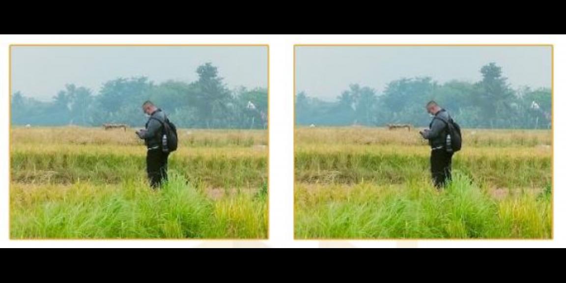 Jual Tanah ex Sawah Pinggir Jalan Lokasi Strategis di Cariu Bogor Jual Tanah ex Sawah Pinggir Jalan Lokasi Strategis di Cariu Bogor