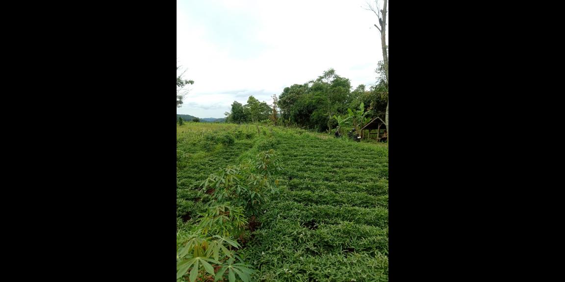 TANAH UNTUK PERUMAHAN DAN PERMUKIMAN DEKAT GT. PAMULIHAN TANJUNGSARI SUMEDANG TANAH UNTUK PERUMAHAN DAN PERMUKIMAN DEKAT GT. PAMULIHAN TANJUNGSARI SUMEDANG