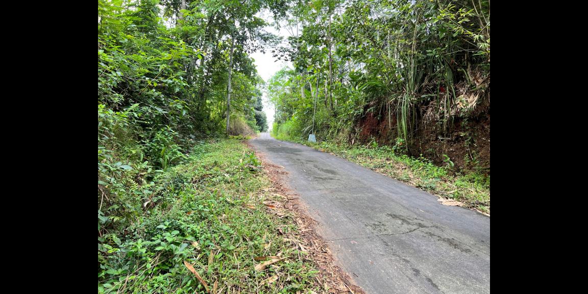 Dijual Kebun Jati 65 ribu permeter Kerjo Karanganyar Dijual Kebun Jati 65 ribu permeter Kerjo Karanganyar
