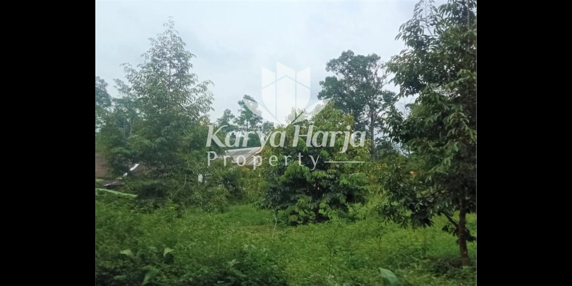 Kebun Durian Produktif Karangpandan Karanganyar Kebun Durian Produktif Karangpandan Karanganyar