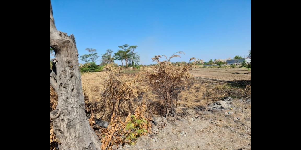 Jual Tanah Luas Strategis daerah Raya Bringkang Gresik Jual Tanah Luas Strategis daerah Raya Bringkang Gresik