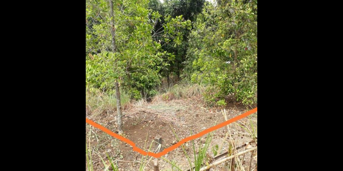 Jual Tanah Murah di Daerah Kayu Putih Buleleng Jual Tanah Murah di Daerah Kayu Putih Buleleng