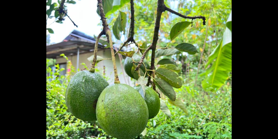 Tanah Kebun Alpukat Siap Panen 800m² Kerjo Karanganyar Tanah Kebun Alpukat Siap Panen 800m² Kerjo Karanganyar