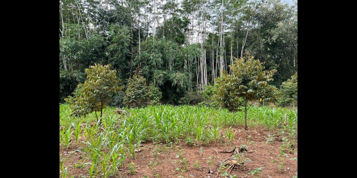 Jual Kebun Durian Datar Kerjo Karanganyar Jual Kebun Durian Datar Kerjo Karanganyar