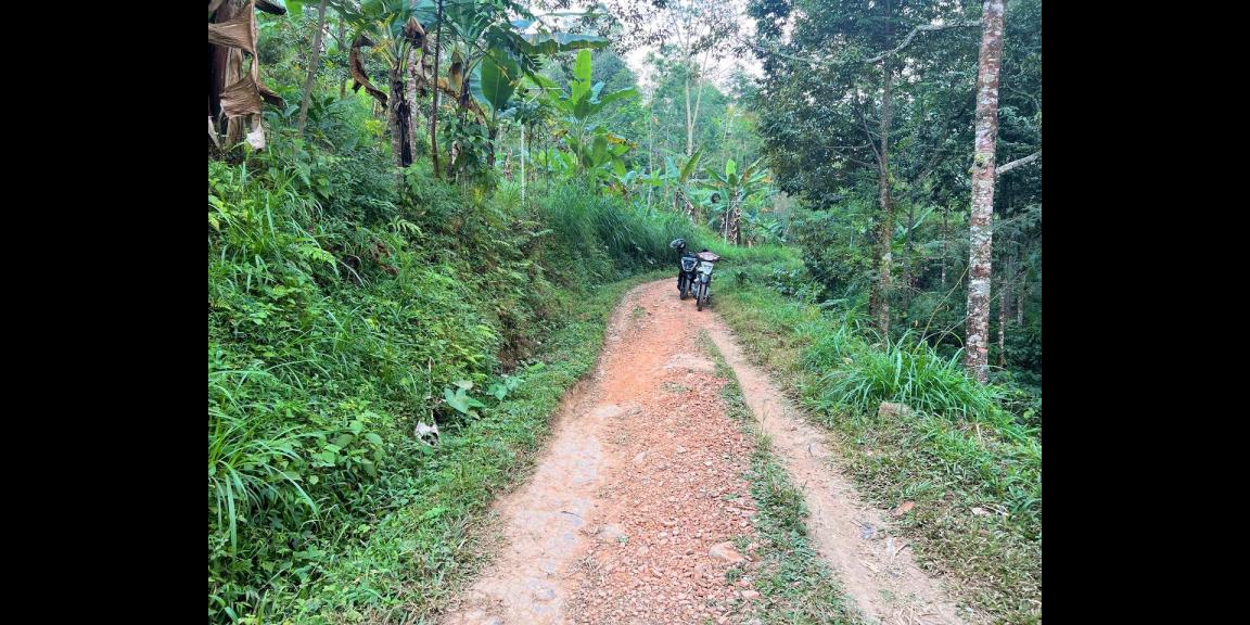 Kebun Durian 1300m2 Kemuning Ngargoyoso Karanganyar Kebun Durian 1300m2 Kemuning Ngargoyoso Karanganyar