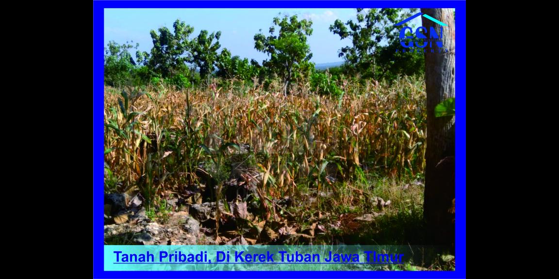 Tanah Pribadi Di Tuban Jawa Timur Tanah Pribadi Di Tuban Jawa Timur