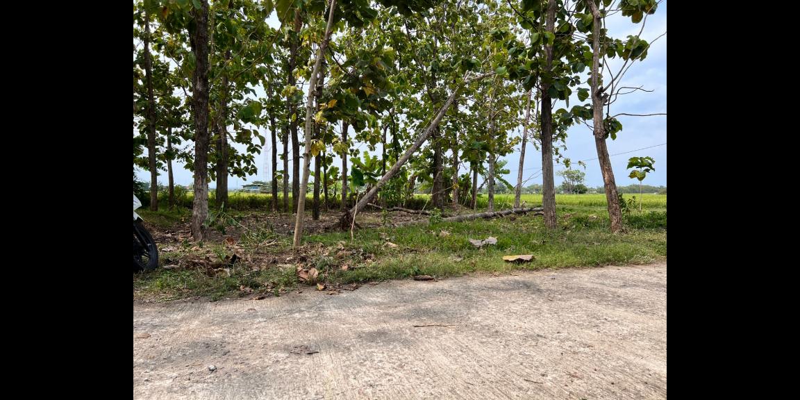 Tanah Pekarangan View Sawah Karangmalang Sragen Tanah Pekarangan View Sawah Karangmalang Sragen