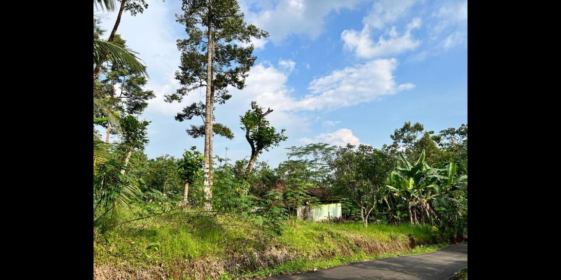Kebun Durian Siap Berbuah Karanganyar Kebun Durian Siap Berbuah Karanganyar