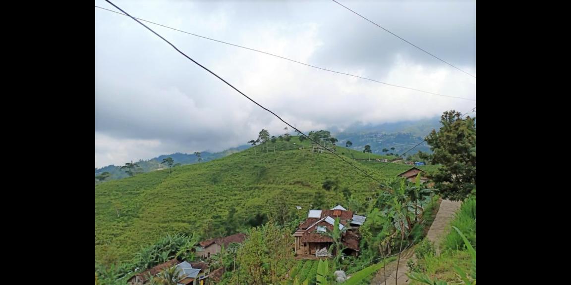 Tanah Idaman Area Kebun Teh Kemuning Karanganyar Tanah Idaman Area Kebun Teh Kemuning Karanganyar