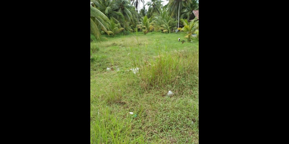 Tanah Mempawah, Hilir Kalbar, Kalimantan Barat Tanah Mempawah, Hilir Kalbar, Kalimantan Barat