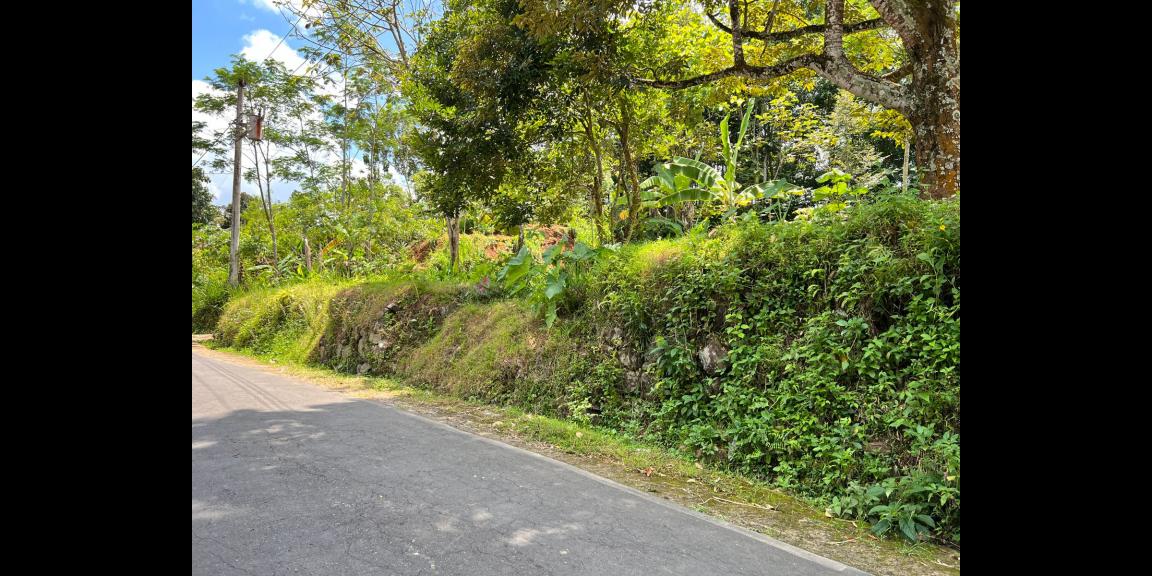 Dijual Tanah Kebun Durian Ngargoyoso Karanganyar Dijual Tanah Kebun Durian Ngargoyoso Karanganyar