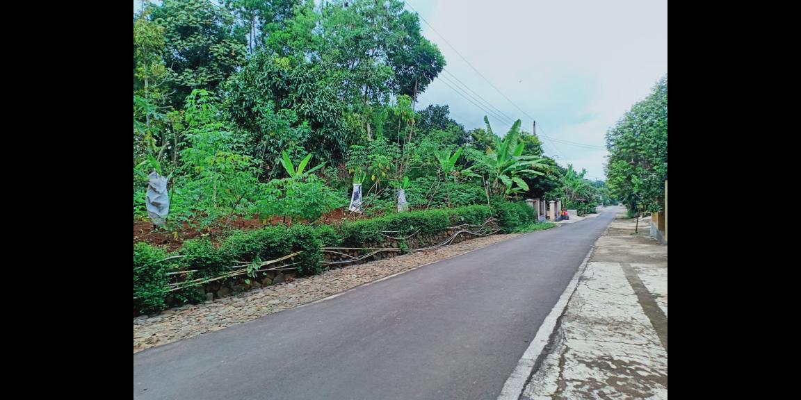 Kebun Durian Utara Pasar Mojogedang Karanganyar Kebun Durian Utara Pasar Mojogedang Karanganyar