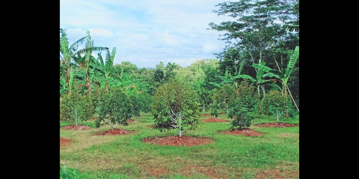 Dijual Tanah Kebun Durian Datar Karanganyar Dijual Tanah Kebun Durian Datar Karanganyar