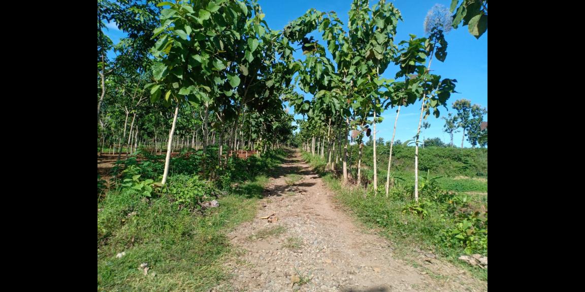 Tanah Sawah 60 Juta Kedawung Sragen Tanah Sawah 60 Juta Kedawung Sragen