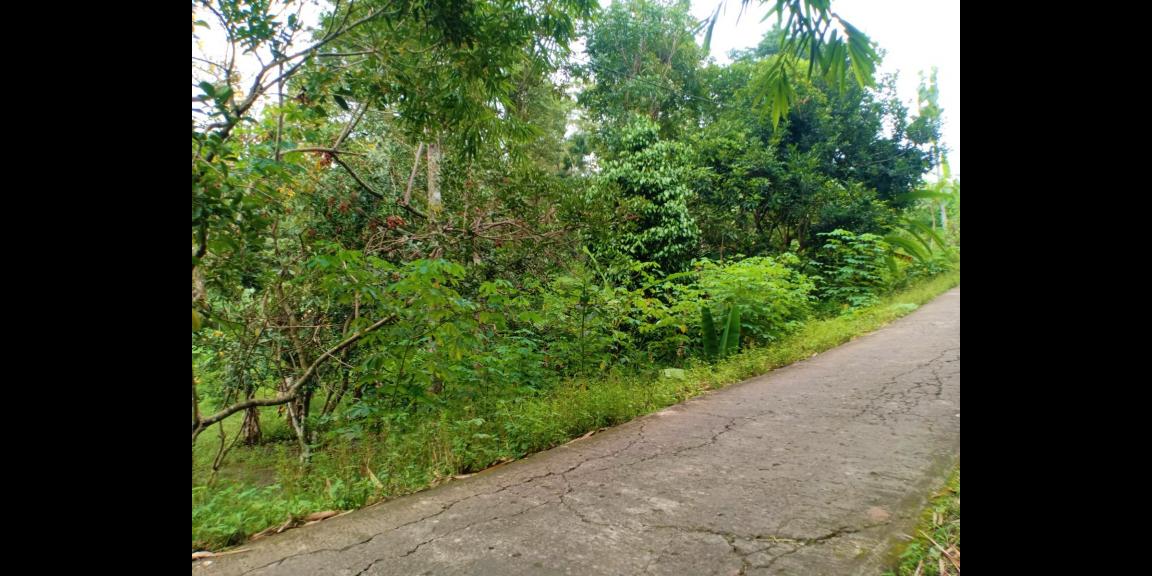 Dijual Tanah Kebun Durian 3600m² Mojogedang Karanganyar Dijual Tanah Kebun Durian 3600m² Mojogedang Karanganyar