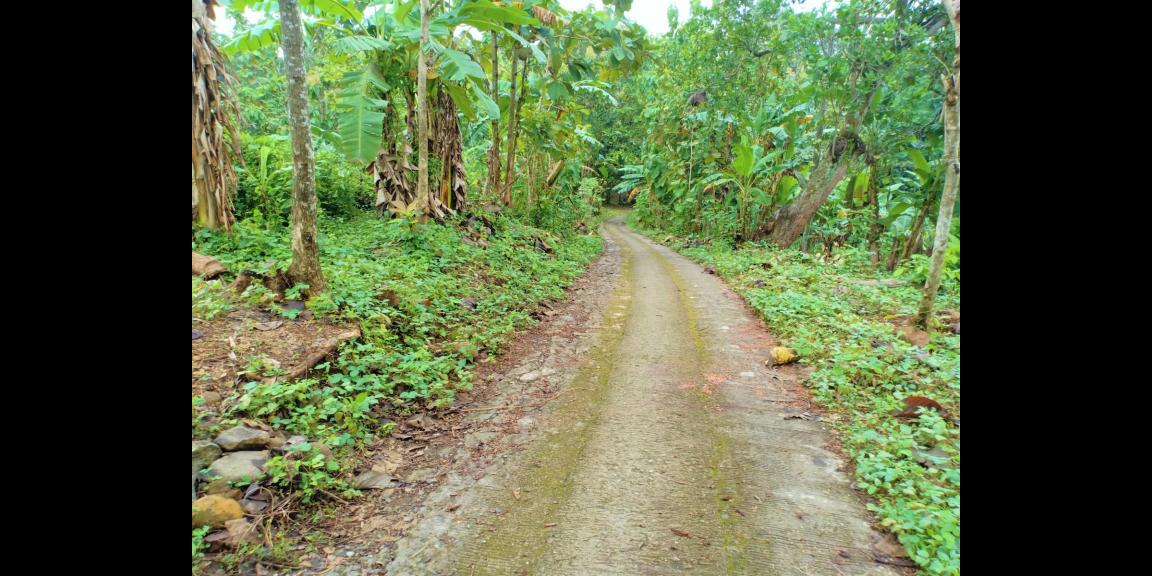 Tanah 1625m2 Dekat Sungai Sambirejo Sragen Tanah 1625m2 Dekat Sungai Sambirejo Sragen