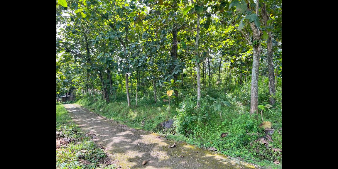Dijual Tanah Kebun Jati 1200m² Kerjo Karanganyar Dijual Tanah Kebun Jati 1200m² Kerjo Karanganyar