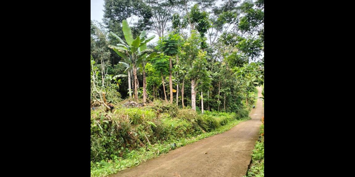 Tanah Kebun Durian Bonus Rumah Karangpandan Karanganyar Tanah Kebun Durian Bonus Rumah Karangpandan Karanganyar